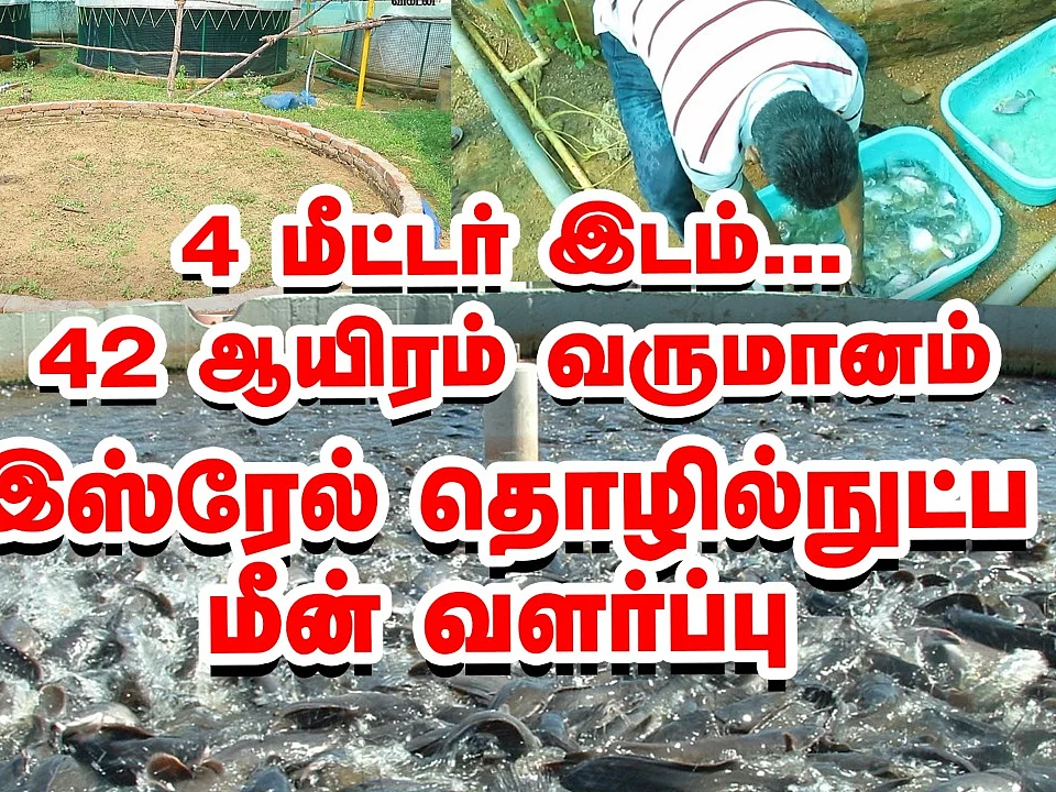 4 மீட்டரில் ₹42,000 தரும் இஸ்ரேல் மீன் வளர்ப்பு! | Biofloc fish farming