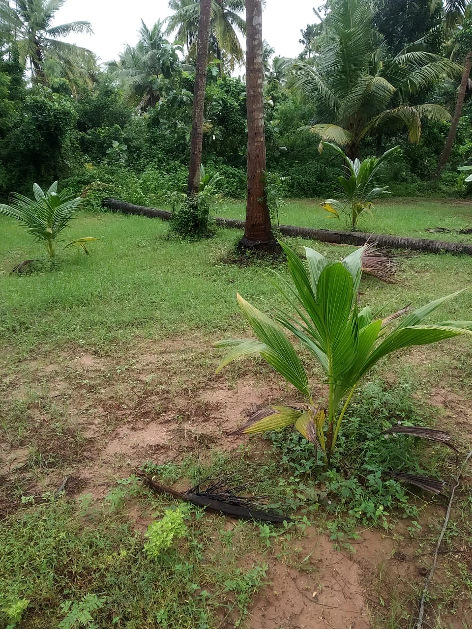விழுந்த தென்னை மரம்
