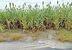 மக்காச்சோளம்
