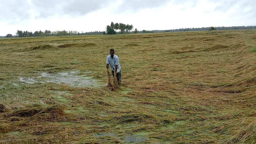 நீரில் மூழ்கிய நெற் பயிர்கள்