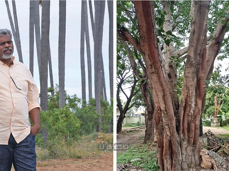 ‘மரம் வளர்க்கிறதும் விவசாயம்தான்!’ நம்மாழ்வார் வழிகாட்டிய நுட்பம்!