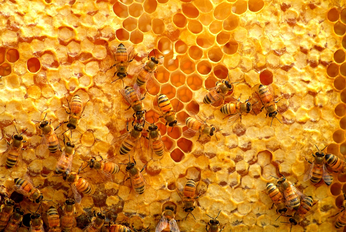 Honeybee