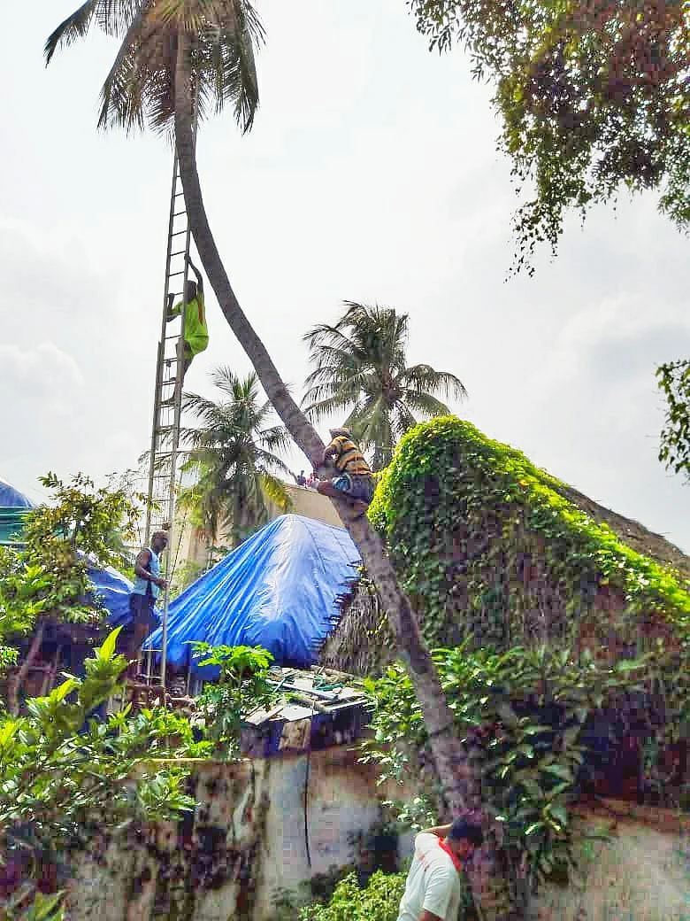 தென்னை மரம்
