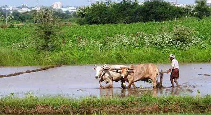 விவசாயம்