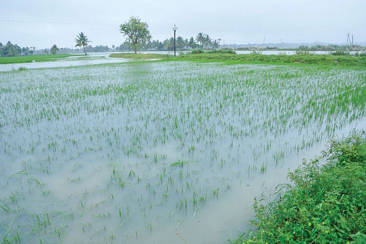 மழைநீரில் மூழ்கிய நெற்பயிர்கள்
