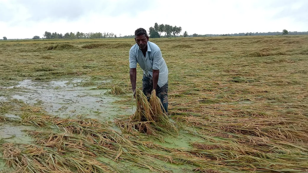 மழை நீரில் மூழ்கிய நெல் பயிர்