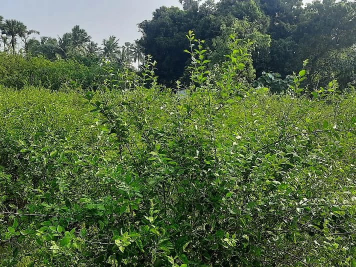 முல்லைப்பூ