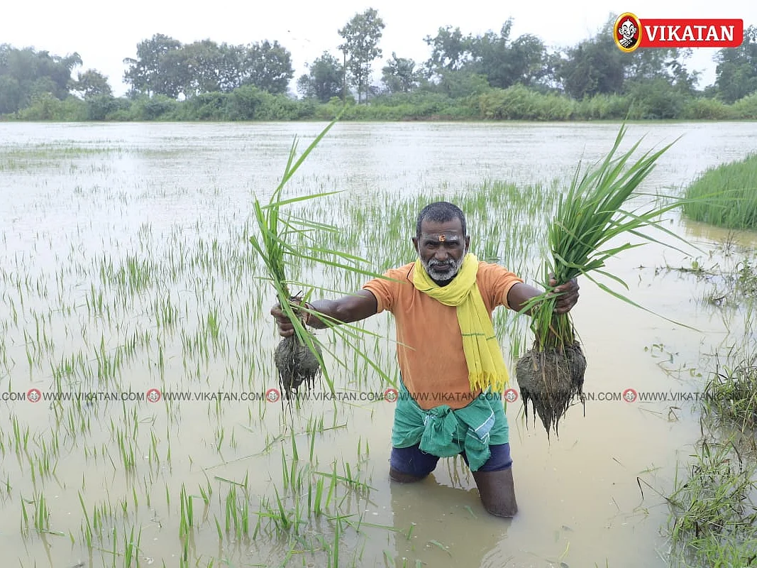 தஞ்சை: நீரில் மூழ்கிய நெற்பயிர்கள்; மூன்று பேர் பலி! - தொடர் மழையால் கடும் பாதிப்பு
