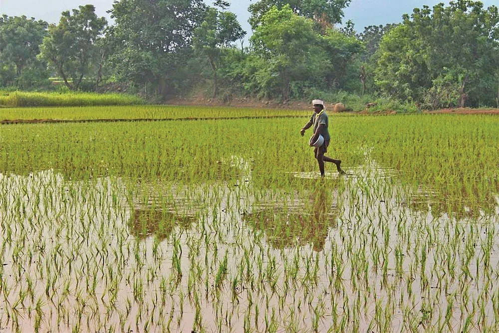 அரிசிச் சோறு, எள்ளுச் செடி, இலைதழைகள் போதும்... எளிய முறையில் இடுபொருள்கள் தயாரிக்கலாம்!
