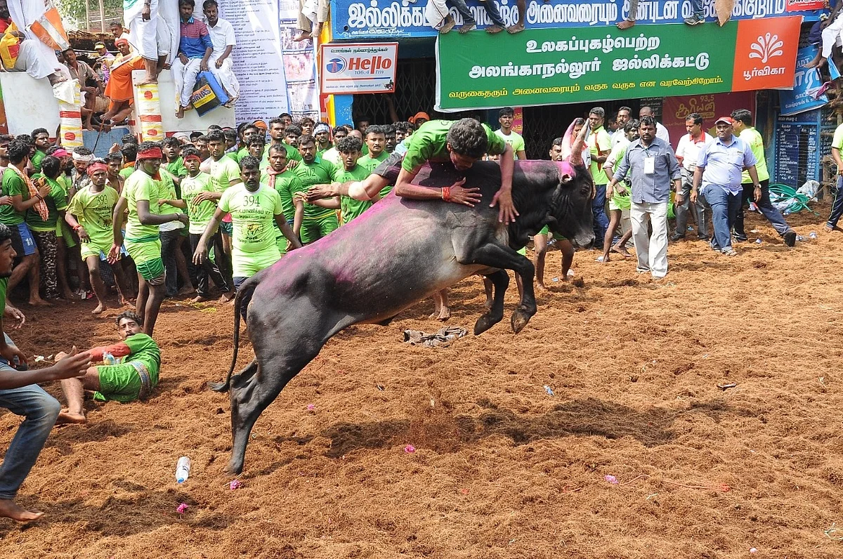 ஜல்லிக்கட்டு