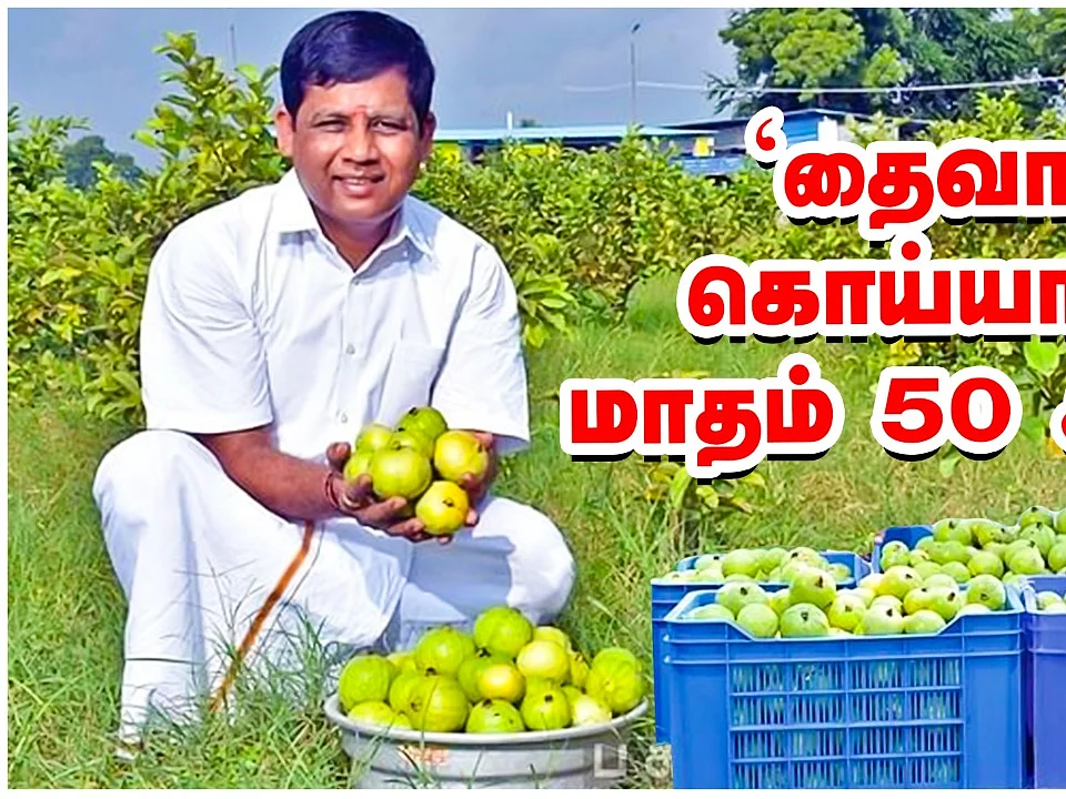 `மாதம் ₹50,000-க்கும் மேல் வருமானம்!' - தைவான் கொய்யாவில் சத்தான லாபம்