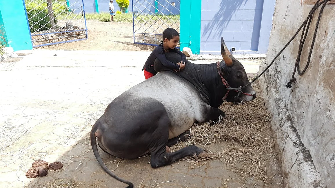 காளையுடன் விளையாட்டு