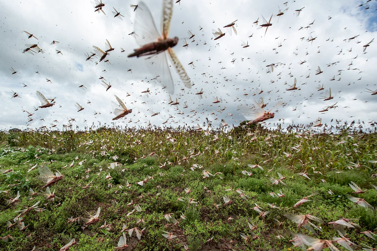 Locusts வெட்டுக்கிளிகளின் படையெடுப்பு!