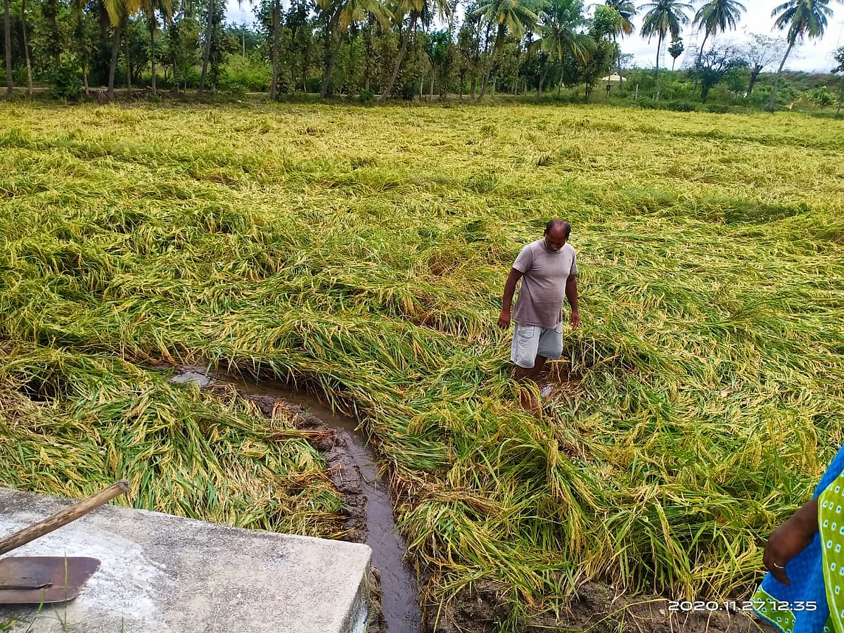 புயலால் சேதமடைந்த பயிர்கள்