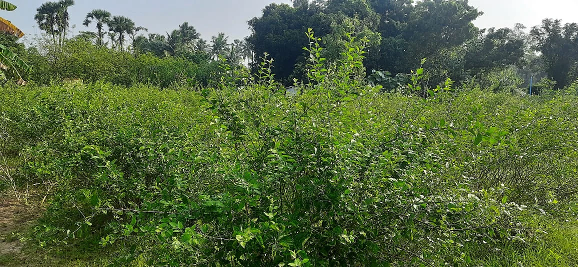 முல்லைப்பூ