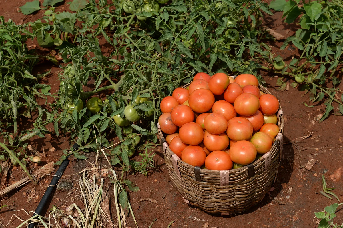 Tomato