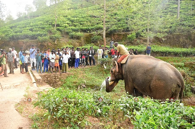 ஆபரேஷன் புரோக்கன் டஸ்கர்