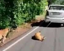 காரின் பின்னால் கட்டி இழுக்கப்பட்ட நாய்