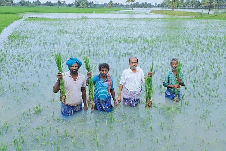 மழைநீரில் மூழ்கிய பயிர்கள்... பதைபதைக்கும் விவசாயிகள்!