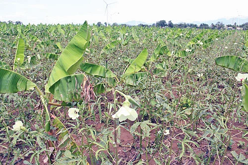 வாழையில் ஊடுபயிராக வெண்டைக்காய்