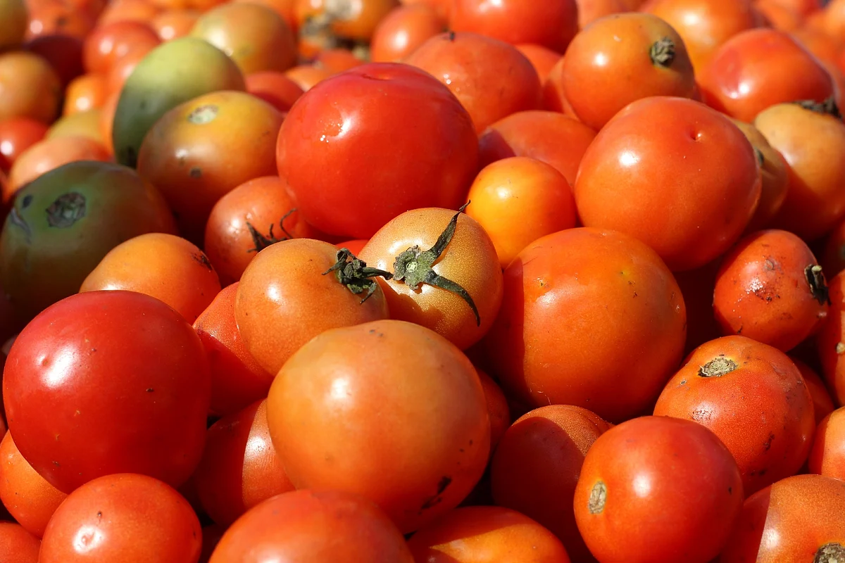 Tomato