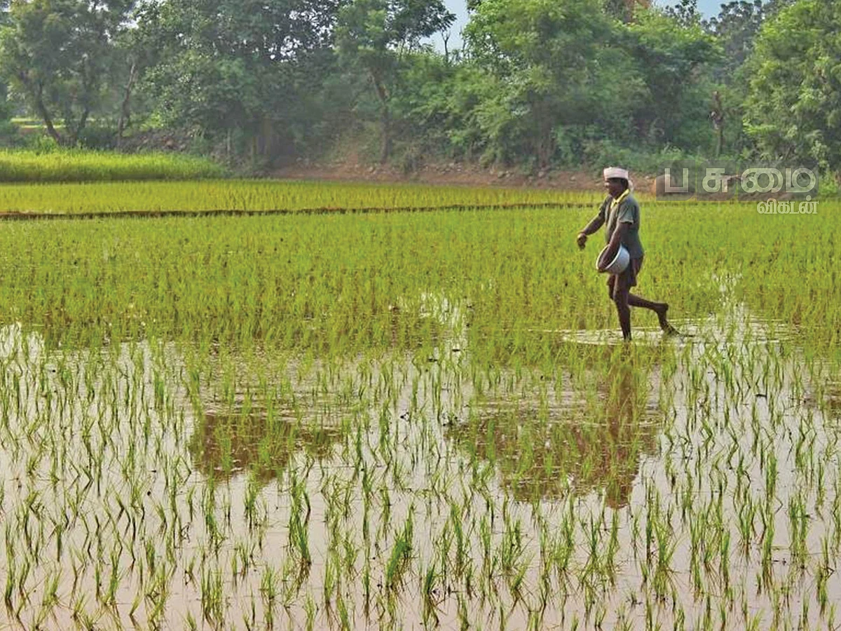 அரிசிச் சோறு, எள்ளுச் செடி, இலைதழைகள் போதும்... எளிய முறையில் இடுபொருள்கள் தயாரிக்கலாம்!