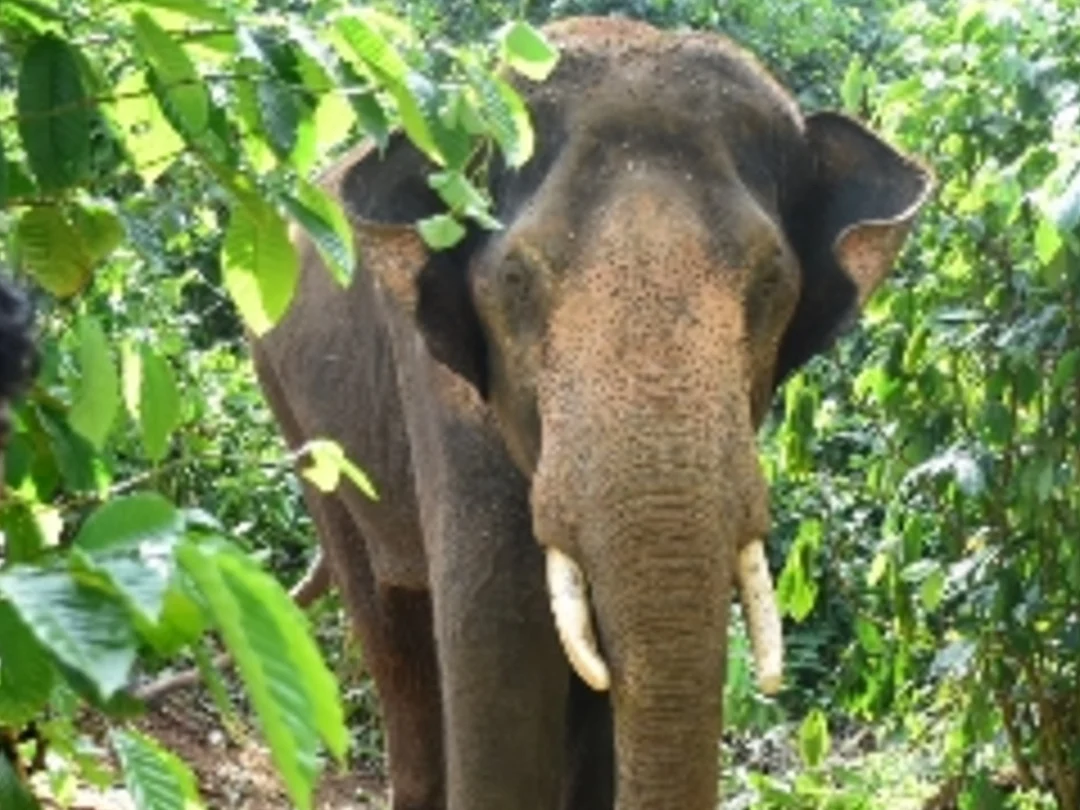 Kumki in Operation Broken tusker