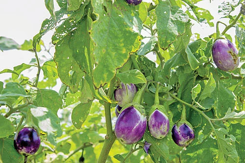 அரிசிச் சோறு, எள்ளுச் செடி, இலைதழைகள் போதும்... எளிய முறையில் இடுபொருள்கள் தயாரிக்கலாம்!