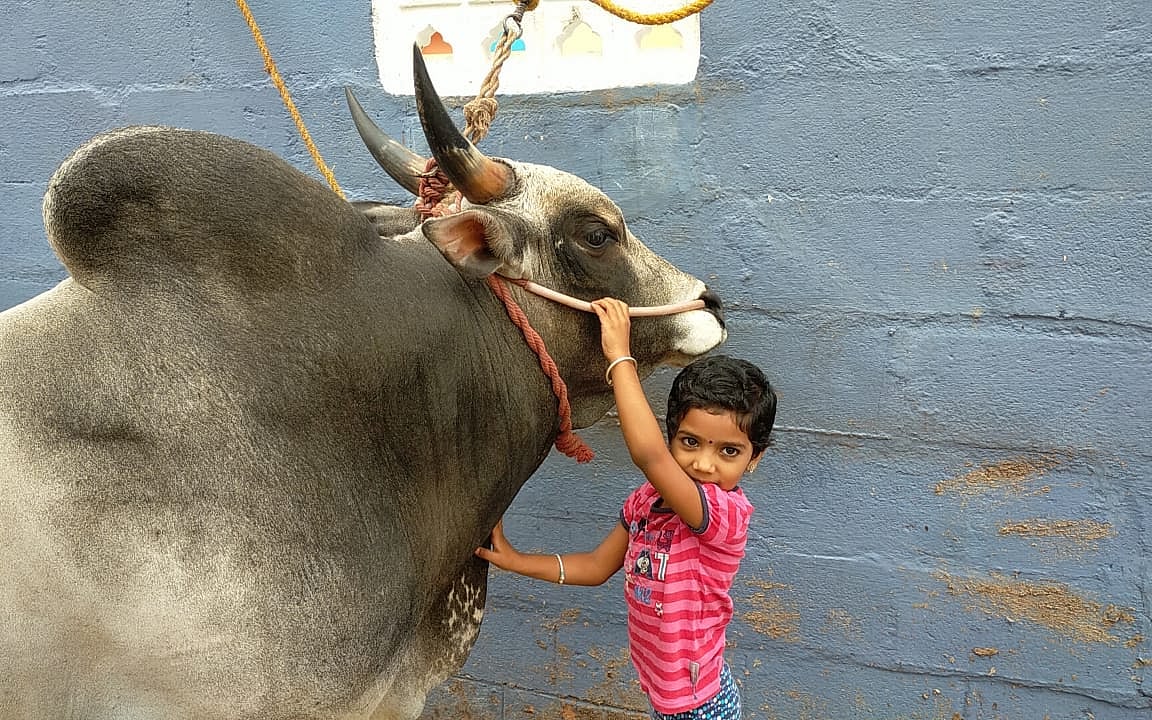 ஜல்லிக்கட்டு காளைகளோடு விளையாடும் 4 வயது மதுரை சிறுமி... வியக்கும் ஊர்மக்கள்!