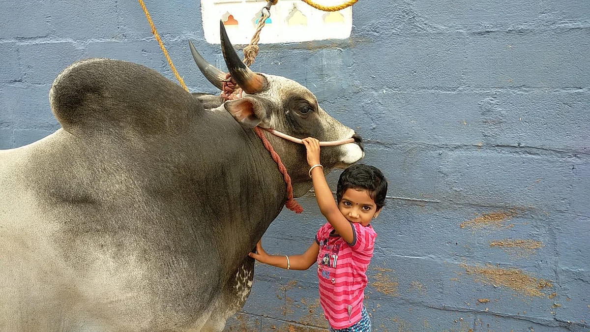 ஜல்லிக்கட்டு காளையுடன் அபி