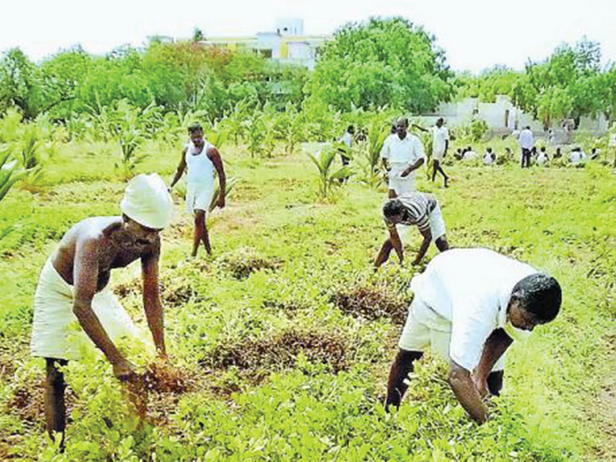 20 ஏக்கர்... மாதம் 10,000 கிலோ காய்கறிகள்! - சிறைச்சாலையில் சிறந்த சாகுபடி!