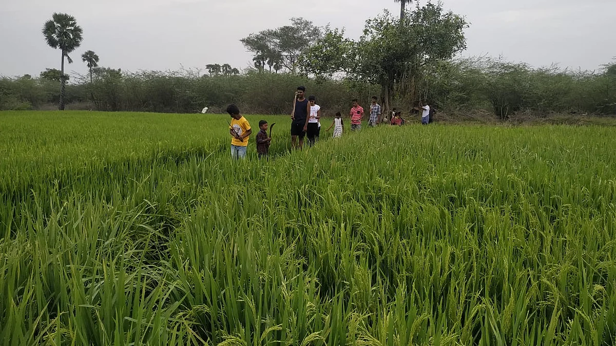 விவசாய நிலத்தில் சிறுவர்கள்