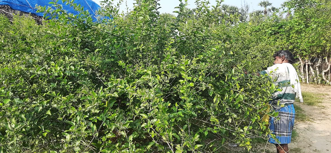 முல்லைப்பூ