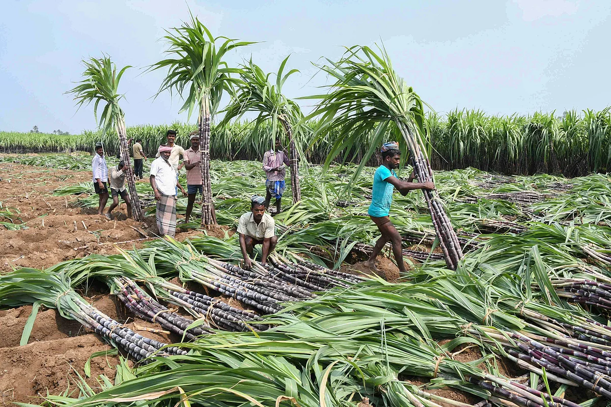 கரும்பு விவசாயம்