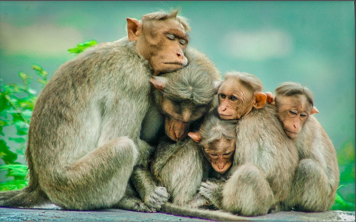 குரங்குகள்
