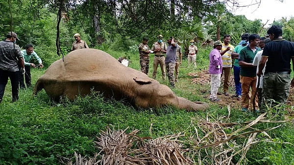 உயிரிழந்த யானை