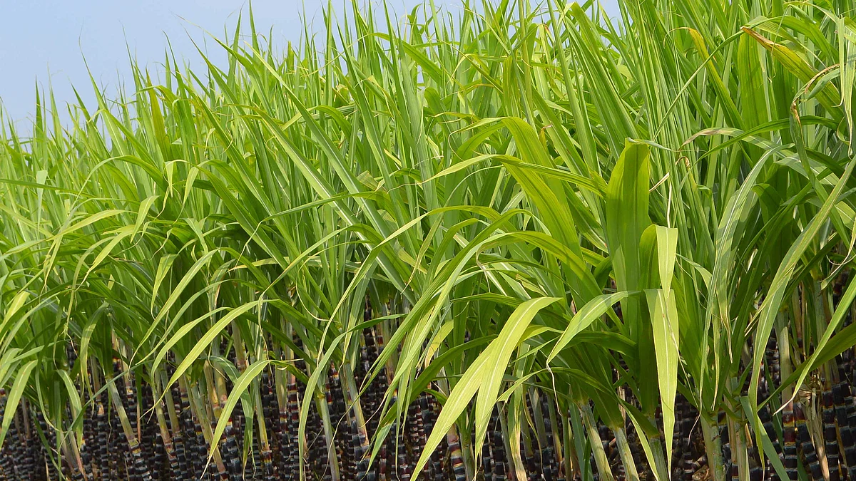 Sugarcane