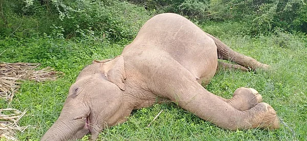 யானை