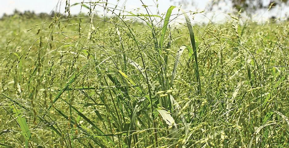 சாமை