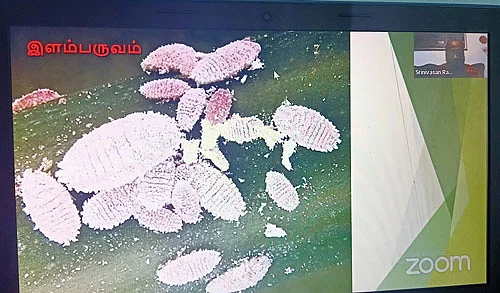 மரவள்ளி மாவுப்பூச்சியைத் தடுக்கும் ஒட்டுண்ணி!
