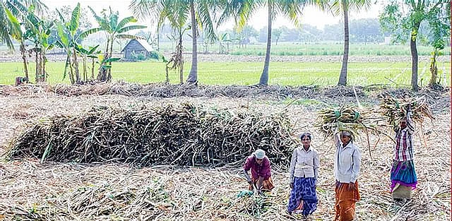 கரும்பு அறுவடை