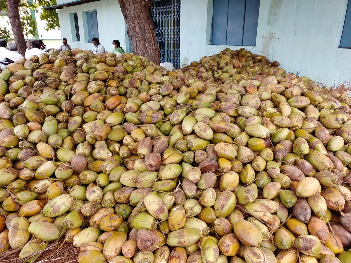 தேங்காய்