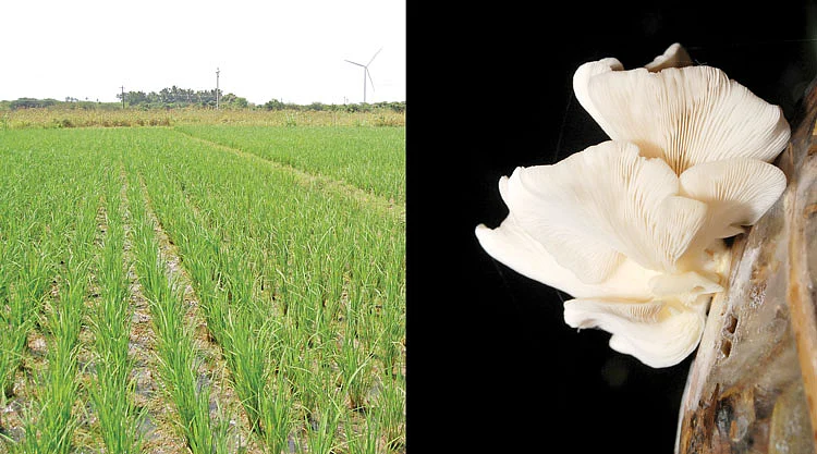 மீன்களுக்கு தீவனமாகும் அசோலா!