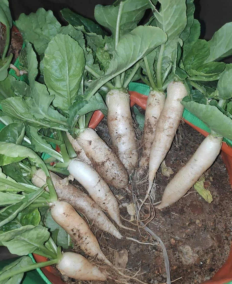 முள்ளங்கி