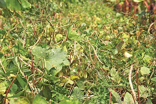 வாழையில் ஊடுபயிராக தட்டைப் பயறு