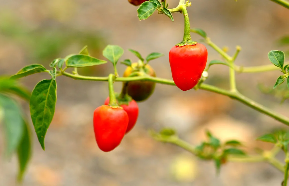 Chilli Plant