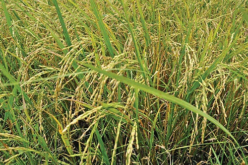 அரிசிச் சோறு, எள்ளுச் செடி, இலைதழைகள் போதும்... எளிய முறையில் இடுபொருள்கள் தயாரிக்கலாம்!