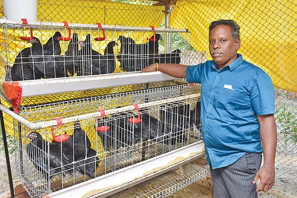 கோழி வளர்ப்பு