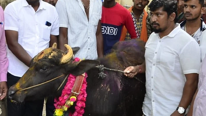 எருமை மாட்டுடன் ஜல்லிக்கட்டு வீரர்கள்