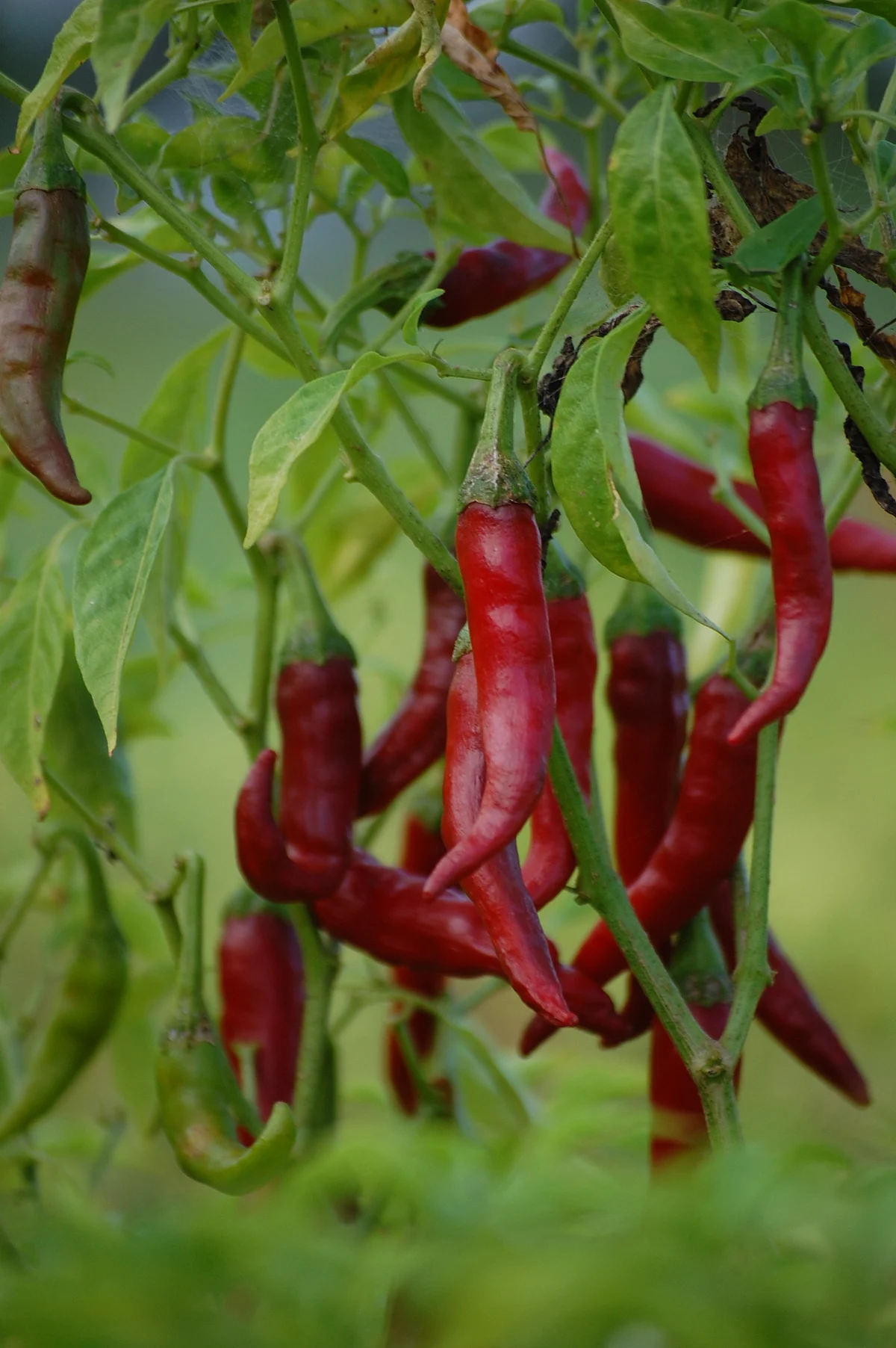 Chilli Plant